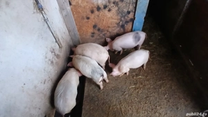 Vand purcei  - imagine 3