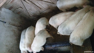 Vand purcei  - imagine 5