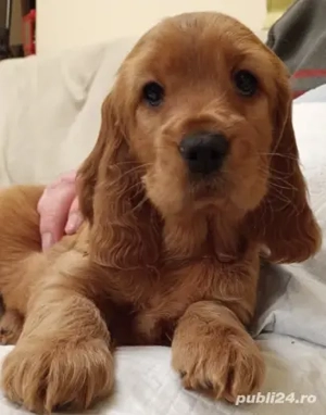  Cocker Spaniel de rasa - imagine 2