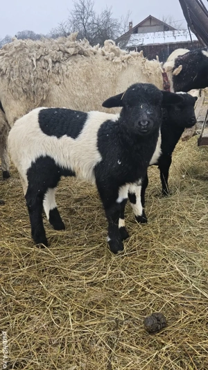 Vând miel și mia Dorper - imagine 2