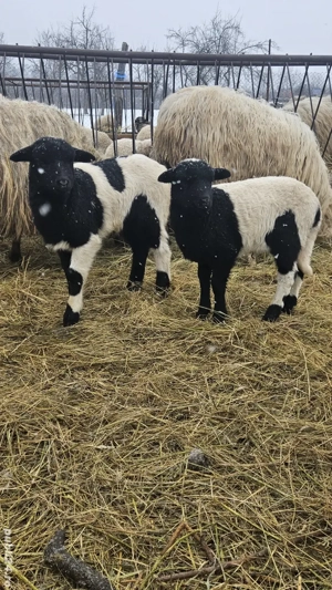 Vând miel și mia Dorper