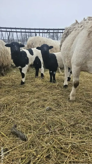 Vând miel și mia Dorper - imagine 3