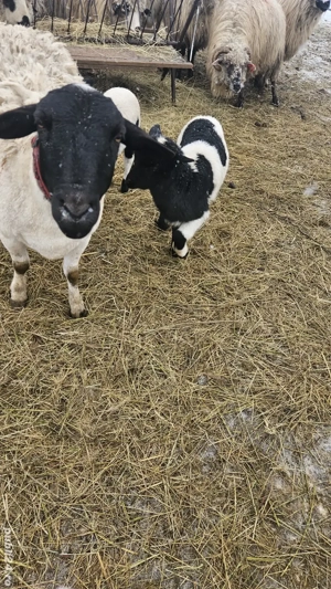 Vând miel și mia Dorper - imagine 5