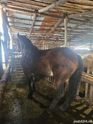 Se vinde tot ce e în poze (vaci, viței, cal, oi)