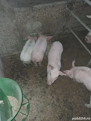 Purcei rase de carne pentru vânzare - imagine 2