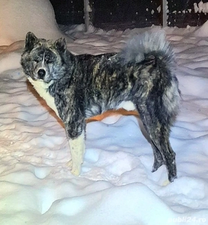 Pui Akita Inu - imagine 3