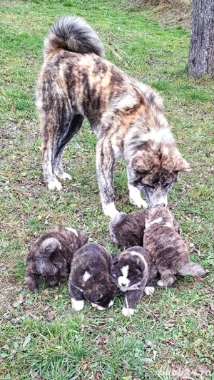 Pui Akita Inu - imagine 2