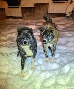 Pui Akita Inu - imagine 5