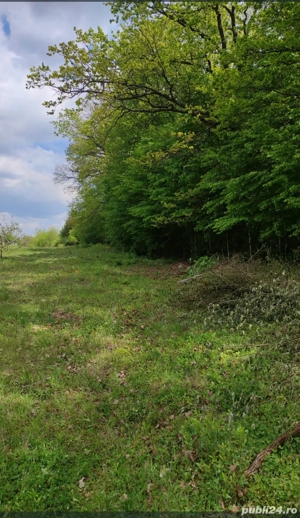 Teren Harsa 4466 mp - imagine 4