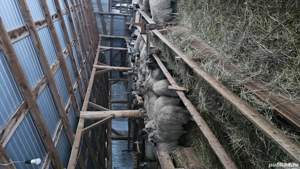 Vând 20 de oi si 2 berbeci - imagine 3