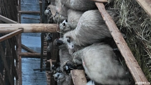 Vând 20 de oi si 2 berbeci - imagine 2