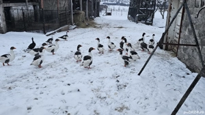 Vând gâște,  10 bucati - imagine 2