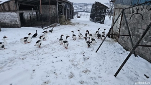 Vând gâște,  10 bucati - imagine 3