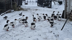 Vând gâște,  10 bucati