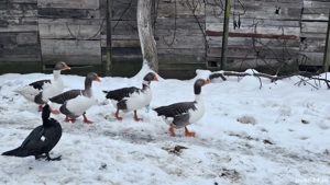 Vând gâște,  10 bucati - imagine 4