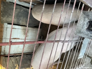 Porci de vânzare , crescuți natural!!! - imagine 2