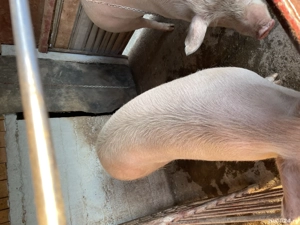 Porci de vânzare , crescuți natural!!! - imagine 3