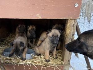 Pui ciobanesc belgian Malinois