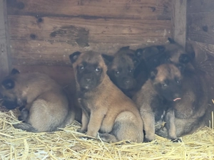 Pui ciobanesc belgian Malinois - imagine 3