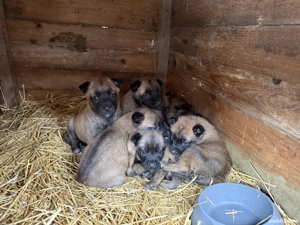 Pui ciobanesc belgian Malinois - imagine 2