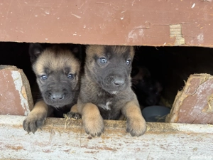Pui ciobanesc belgian Malinois - imagine 4