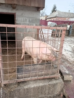 vând porc  - imagine 2