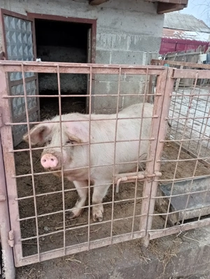 vând porc  - imagine 3