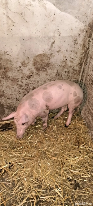 Scrofiță Pietrain Belgian,pt reproducție  - imagine 4