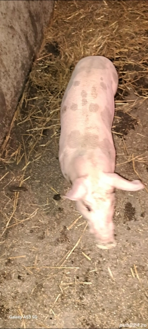 Scrofiță Pietrain Belgian,pt reproducție  - imagine 3