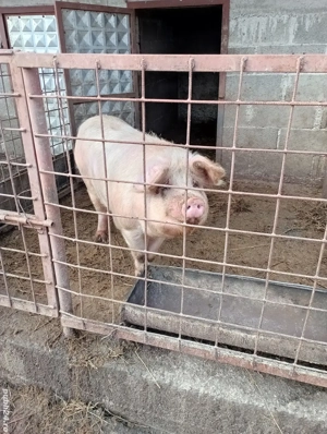 vând porc  - imagine 5