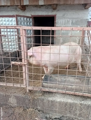 vând porc  - imagine 4