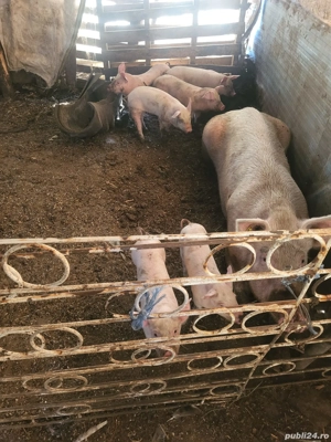 Purcei de crescut, 2 luni, aprox 20kg 500lei buc - imagine 3