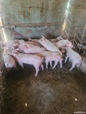 Purcei de crescut, 2 luni, aprox 20kg 500lei buc