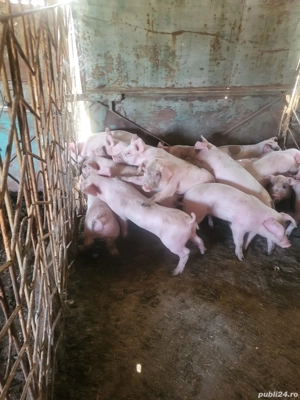 Purcei de crescut, 2 luni, aprox 20kg 500lei buc - imagine 2