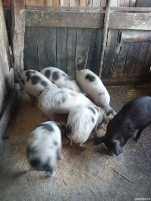 Purcei de vînzare  - imagine 2