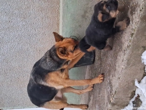 Ciobănesc German câine lup 