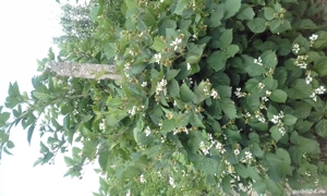 Taieri pomi fructiferi, vita de vie, trandafiei,gard viu,plante ornamentale  - imagine 4