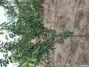 Pomi fructiferi la balot de pamant 3-4 ani