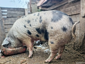 De ținut sau sacrificat 