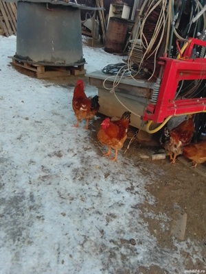 Cucoși kabir  - imagine 2