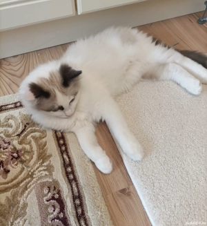 Pisica mascul Ragdoll Bicolor, 3 luni și 3 săptămâni, superb, cuminte, educat  - imagine 2