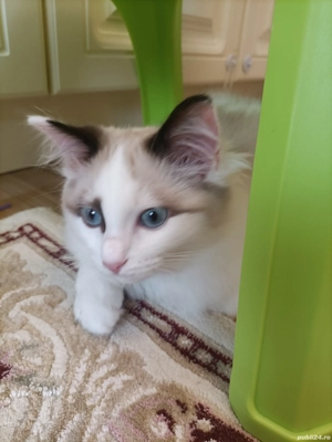 Pisica mascul Ragdoll Bicolor, 3 luni și 3 săptămâni, superb, cuminte, educat  - imagine 3