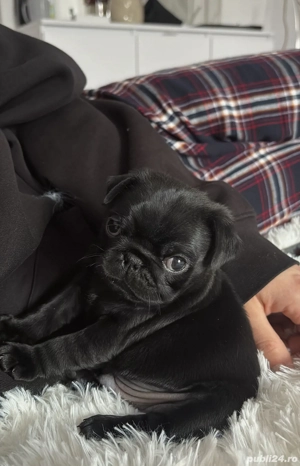 Pug (mops) negru 