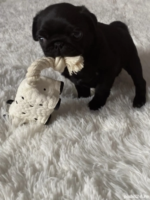 Pug (mops) negru  - imagine 2