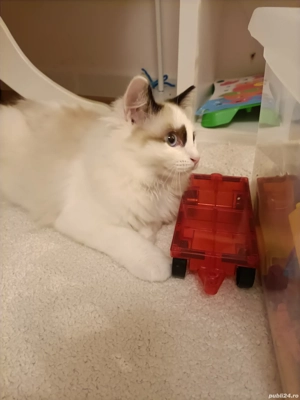 Pisica mascul Ragdoll Bicolor, 3 luni și 3 săptămâni, superb, cuminte, educat  - imagine 4