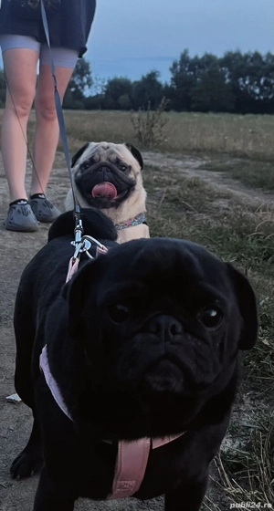 Pug (mops) negru  - imagine 3