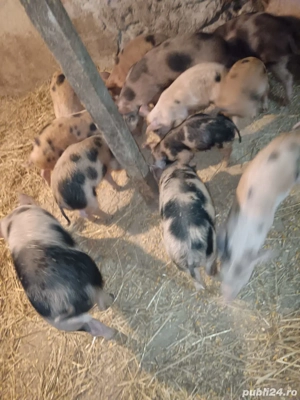 Purcei de vanzare - imagine 4