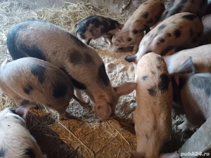 Purcei de vanzare - imagine 2