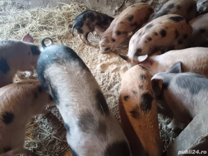 Purcei de vanzare - imagine 3