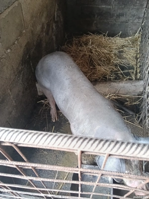 vând porci - imagine 2